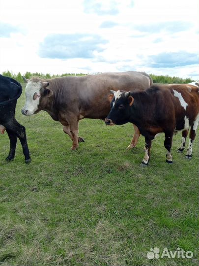Продажа быков