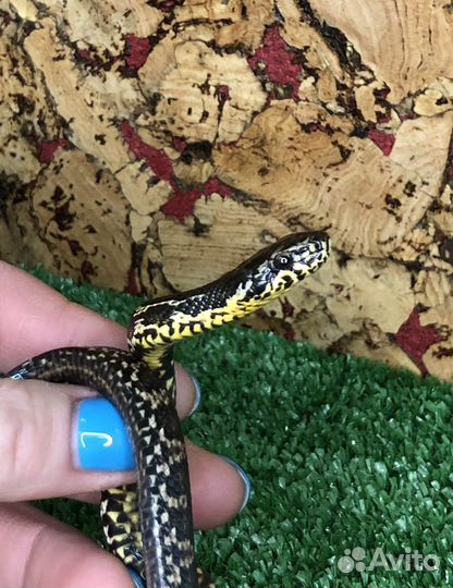 Амурский полоз Чёрная змея