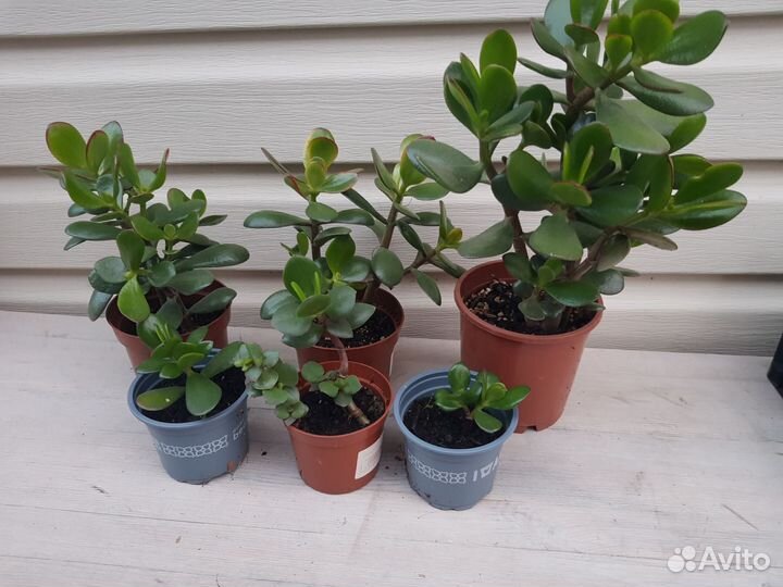 Комнатные растения цветы