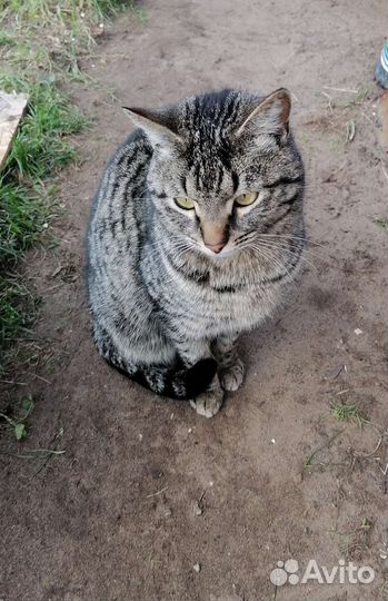 Котик в добрые руки