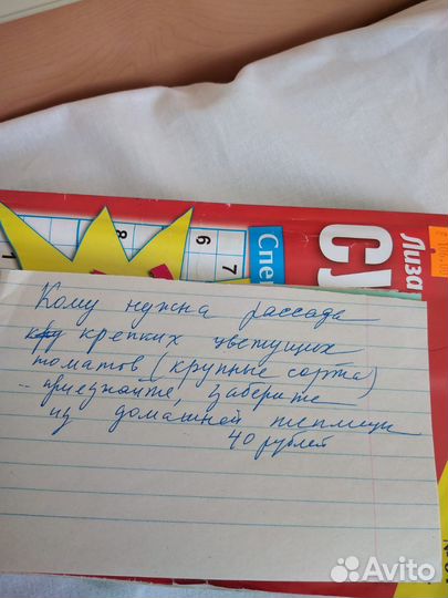 Рассада помидоров томатов
