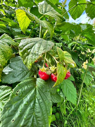 Дача 60 м² на участке 6 сот.