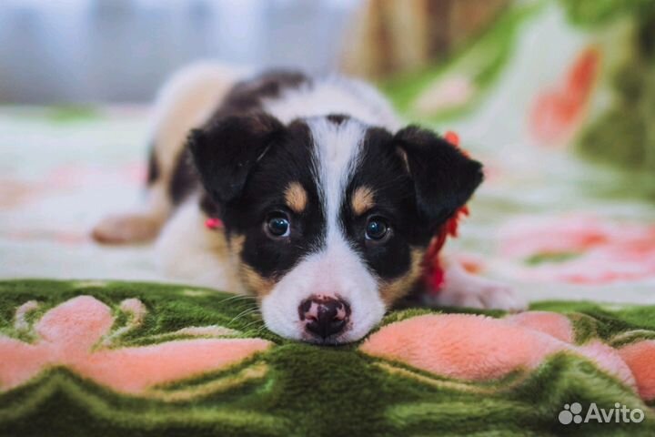 Привитые малыши дворняжки