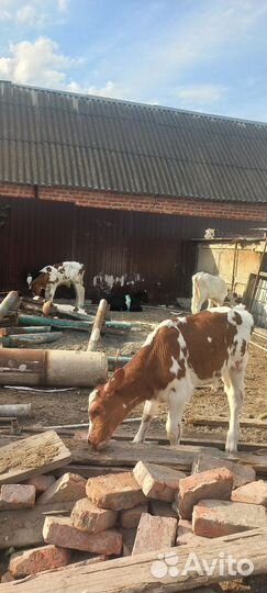 Бычки и телята