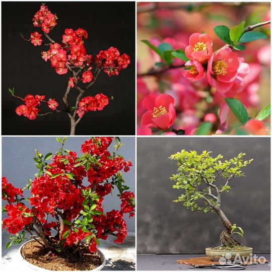 Семена Ногоплодника,Зантоксилума,Айвы,Тиса