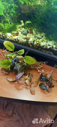 Аквариумные растения