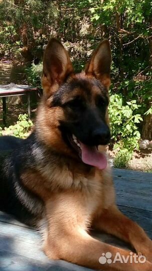 Дрессировка собак