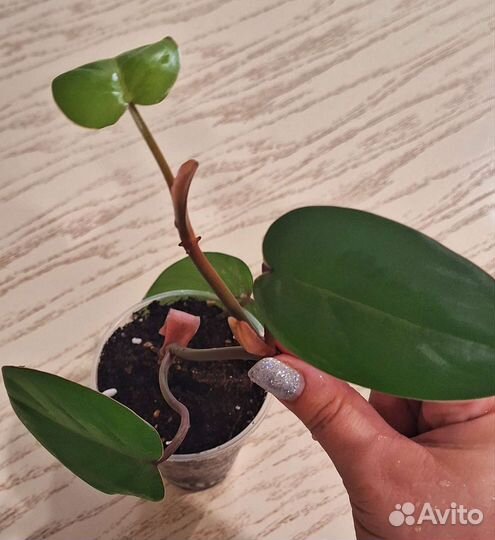 Филодендрон красноватый