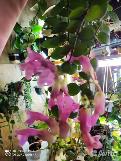 Эсхинантусы,лиана