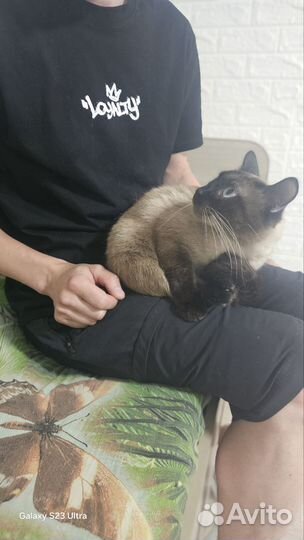Коты в добрые руки