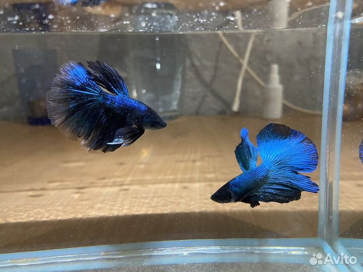 Рыбка петушок самец