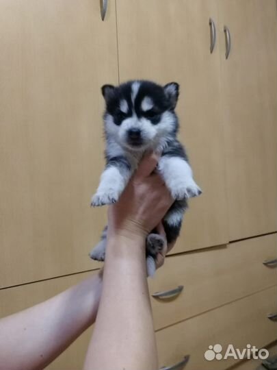 Щенки хаски