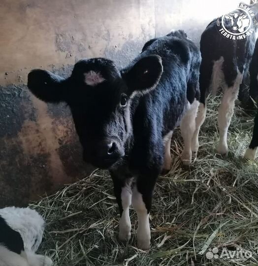 Телята бычки