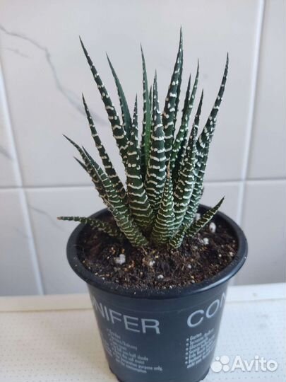 Хавортия полосатая