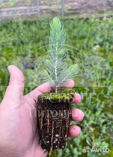Голубая ель с зкс сеянцы
