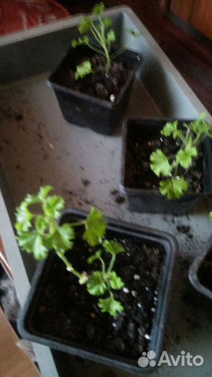 Пеларгония Ангел