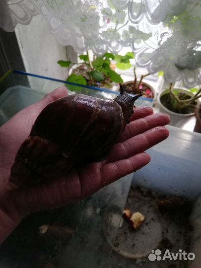 Улитки ахатины