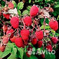 Малина. Саженцы