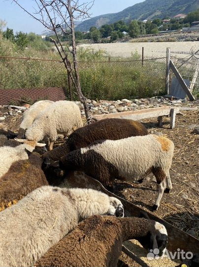 Овцы дорпер