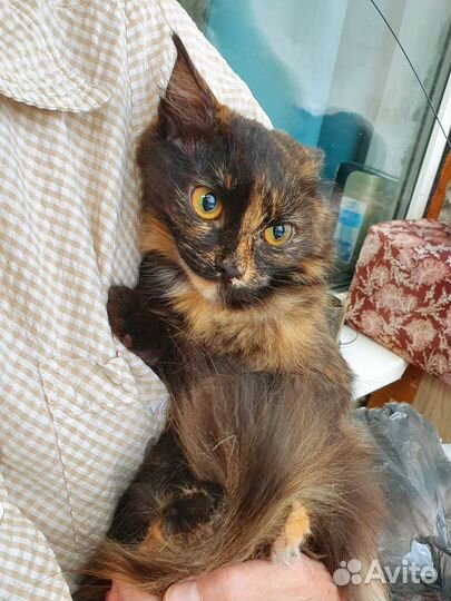 Котёнок-девочка, 5 мес