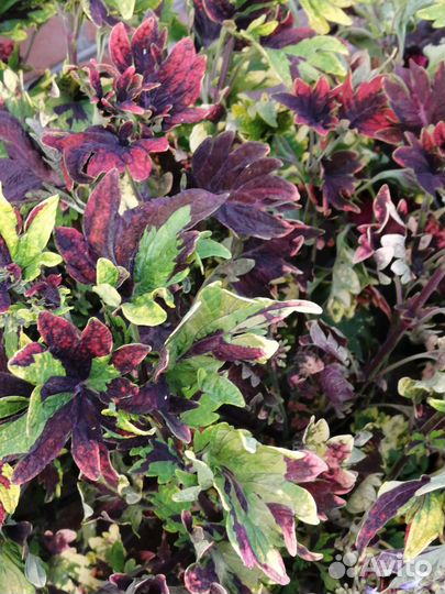 Черенки колеуса сортового