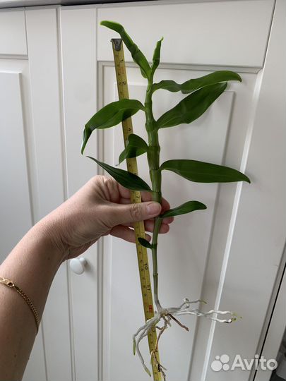 Дендробиум Нобиле