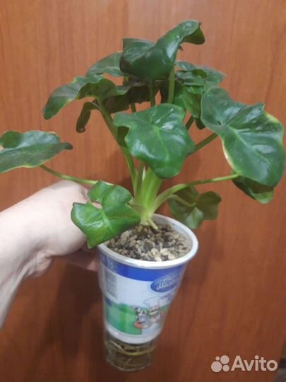 Филодендроны