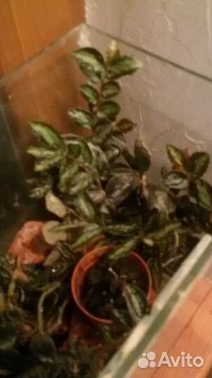 Почвопокровное растение Пеллиония ползучая