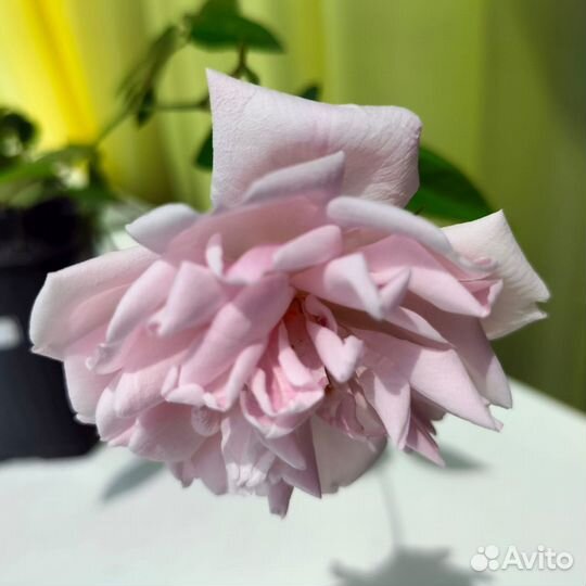 Роза комнатная Чайная(Венгерка,Бенгалка) малиновая