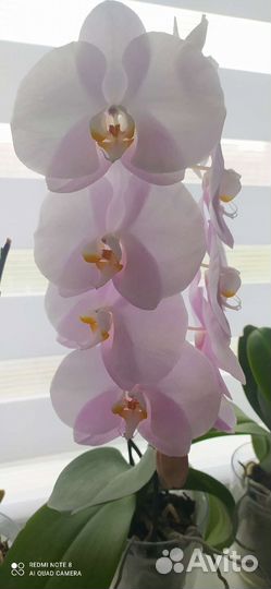 Орхидея фаленопсис