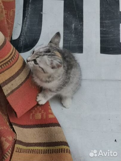 Отдам в хорошие руки котенка