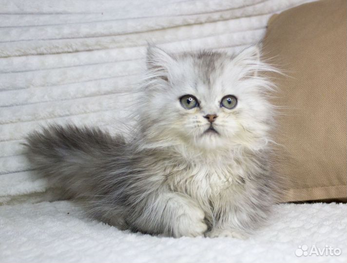Котята манчкин
