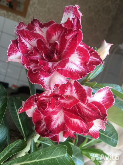 Адениум сеянцы и прививки