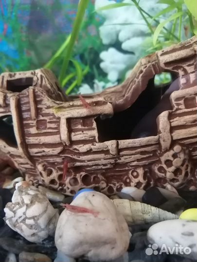 Акв. Креветки вишня +яв. Мох в подарок