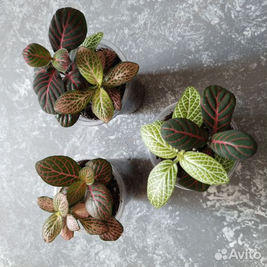 Фиттония кротон мамми