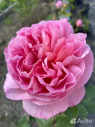 Кустовые розы саженцы