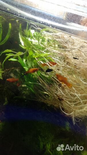 Растения аквариуные