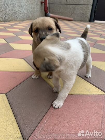 Собака (щенок)