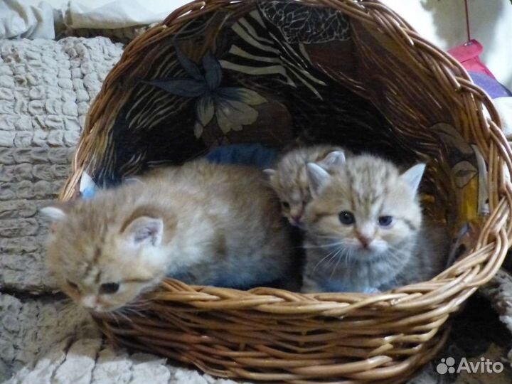 Британская короткошерстная кошка