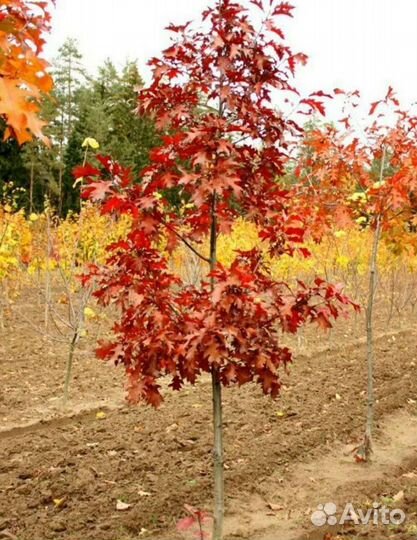 Дуб красный