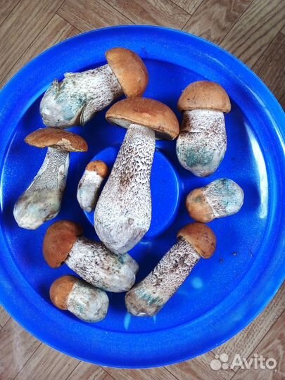 Подберезовики Подосиновики Боровики свежесобранные