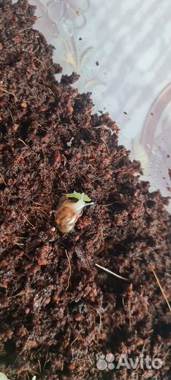 Улитки ахатины