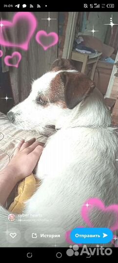 Потерялась собака