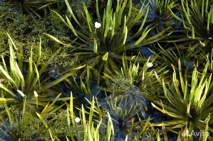 Нимфеи и другие водные растения для пруда. Часть 2