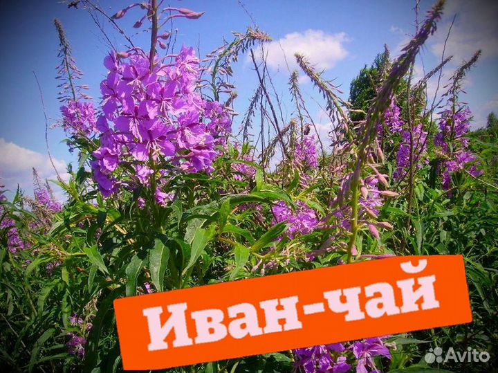 Иван-чай кипрей, натуральный, урожай 2023, один кг