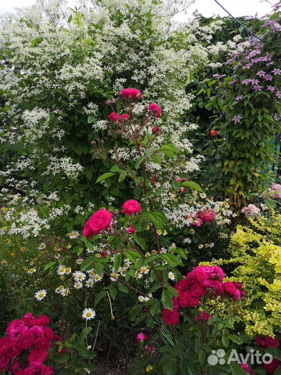 Клематис белое облако