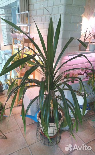 Панданус (Pandanus)