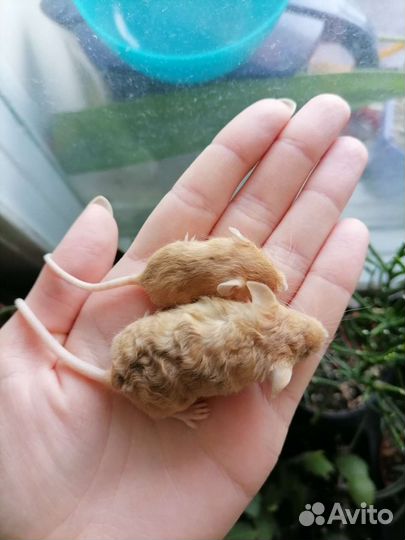 Декоротивные мыши сплешед