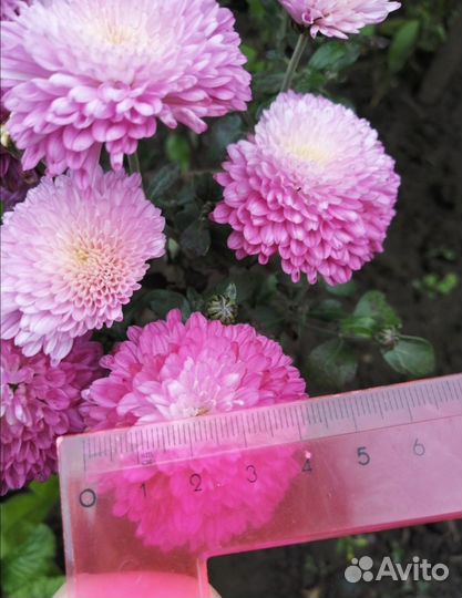 Кустики хризантемы мультифлора жёлтая, сиреневая