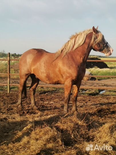 Жеребец тяжеловоз